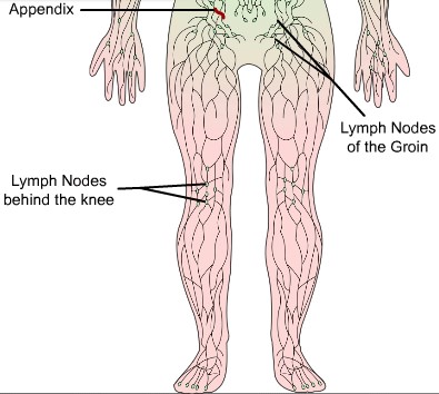 lower body lymphnodes